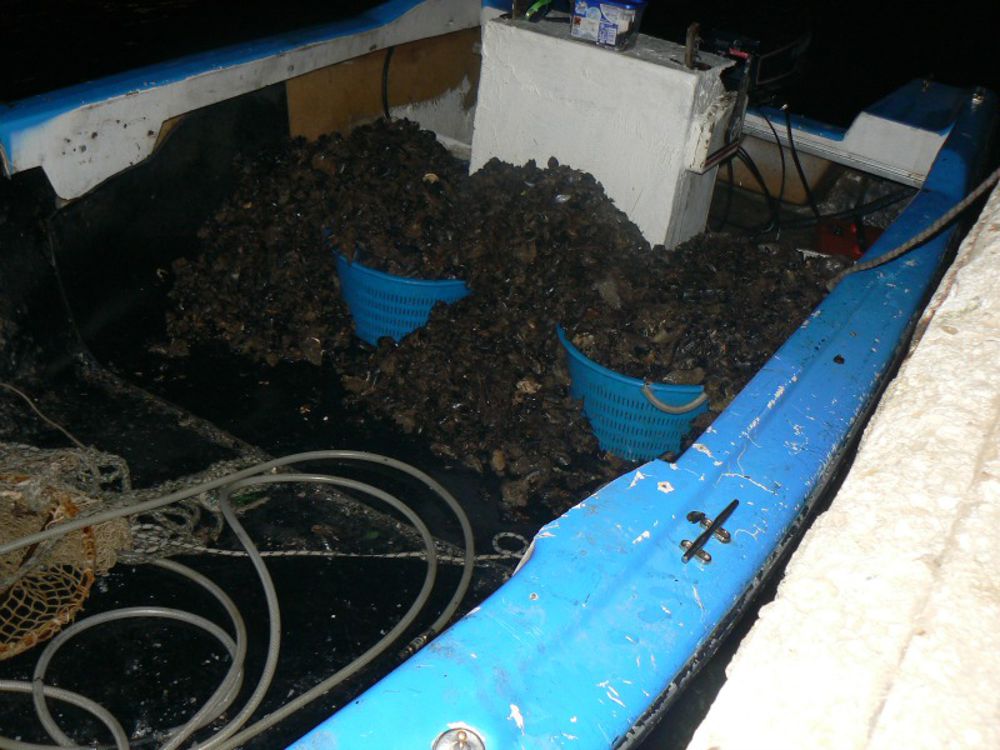La GdF sequestra in Porto 650 kg di cozze. Rigettate in mare