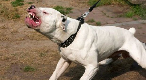 Pitbull inferocito scappa dal recinto e  ammazza un cane al guinzaglio. Strascichi legali in vista