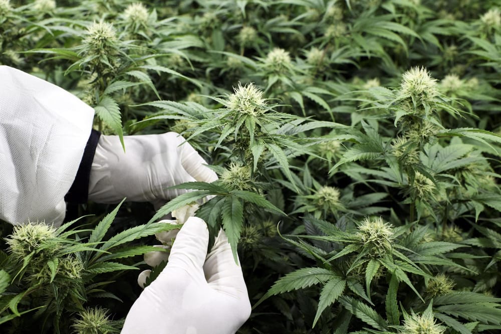 Salute. La scienza informa: “Le lesioni cerebrali possono essere curate con la cannabis?”