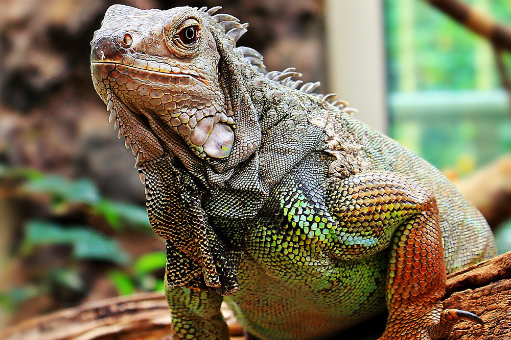 Caccia ad un’iguana fuggita da casa: chiamati anche i Vigili del Fuoco