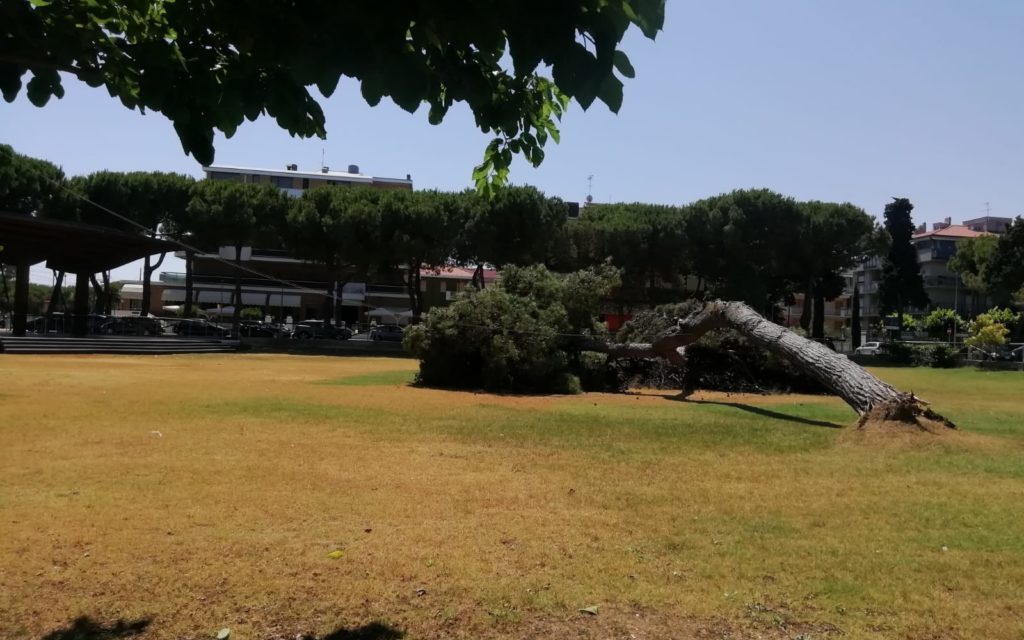 Pineto. Improvvisamente cade un albero nel “Parco della Pace”: il Sindaco chiude l’area