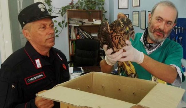 Carabinieri Forestali soccorrono un “Astore”, un rarissimo rapace, ferito ad un’ala