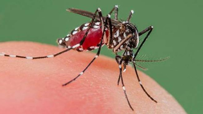 Dengue (malattia infettiva tropicale): registrato un caso  nelle Marche