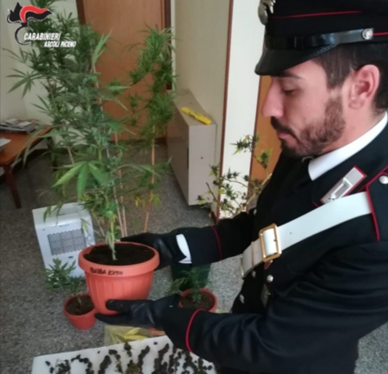 I Carabinieri scoprono serra di marijuana in casa. Un arresto