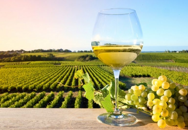 Cantina & Co. Qualità dei vini in crescita nelle Marche: ecco i “Tre Bicchieri” del Gambero Rosso