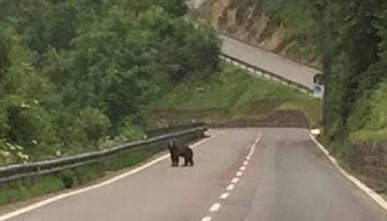Web Tv. Abruzzo. Cucciolo di orso in fuga sotto la galleria della Superstrada: forse era in cerca della mamma/VIDEO