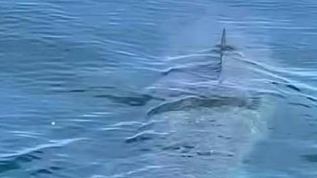 Un avvistamento shock: uno squalo elefante a pochi metri dalla riva