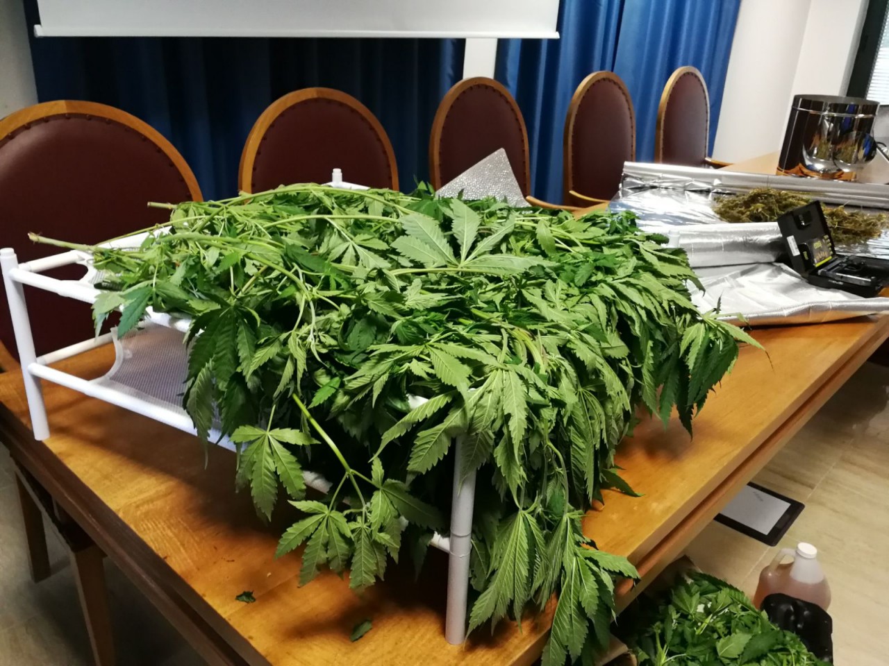 La GDF scopre nel giardino 4 kg di marijuana: denunciata donna di 34 anni