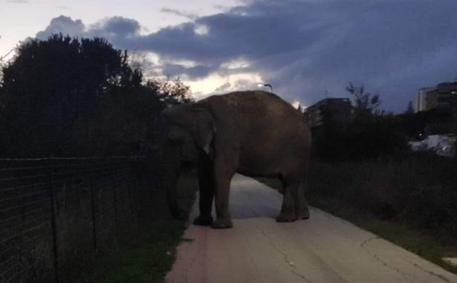 Elefante a spasso nella pista ciclabile: era del circo. “Dopo Dpcm non sappiamo cosa fare”