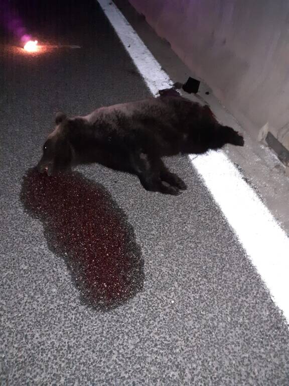 Abruzzo. Esemplare di orso maschio investito sulla A25 tra Pratola Peligna e Avezzano