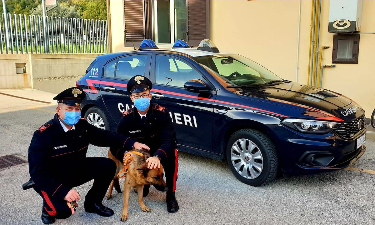 Pineto . I Carabinieri adottano il cane di un latitante: il plauso dell’Amministrazione comunale e di “Anta Onlus”