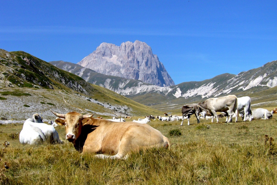 Abruzzo Regione. Produttori latte, Pepe(PD):” Allevamenti a rischio e Regione assente”