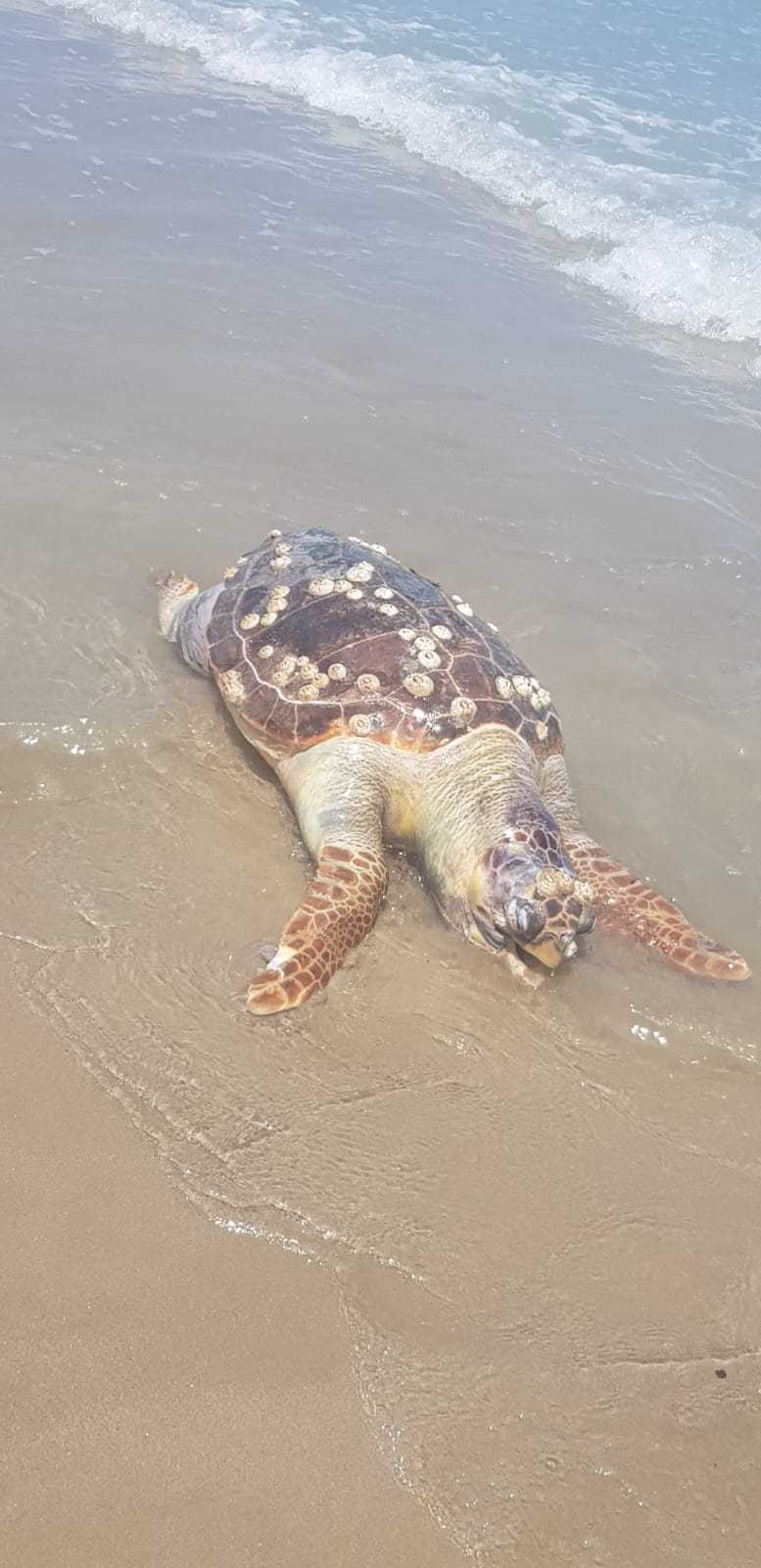 Cologna Spiaggia di Roseto. La mareggiata restituisce la carcassa di una tartaruga “Caretta Caretta”