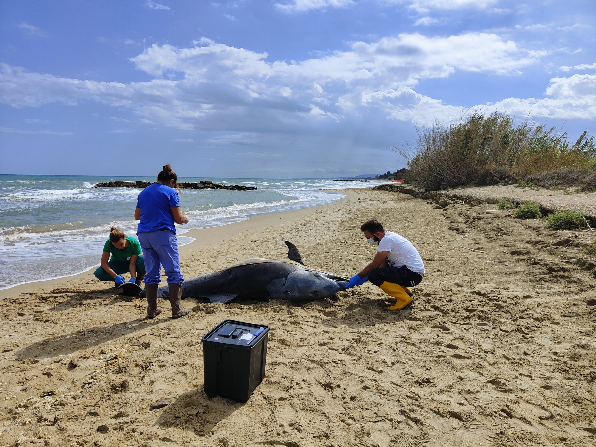 Mareggiate in Abruzzo: trovate  sette carcasse di animali in spiaggia tra delfini e tartarughe