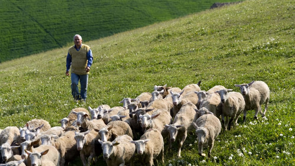 Abruzzo Regione. Agricoltura: settore ovino-caprino, Pepe(PD):” la PAC danneggia gli allevatori abruzzesi, servono aiuti dalla Regione”