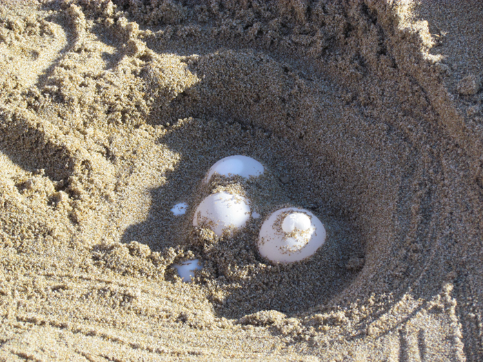 Roseto. Scoperto un nido di Tartaruga marina nella riserva del Borsacchio: Sindaco firma l’ordinanza per salvaguardarlo