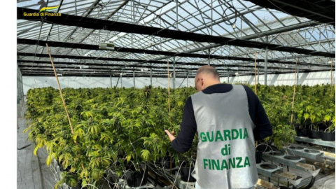 Maxi sequestro di droga tra le province di Teramo e Ancona: imprenditori coltivavano  13mila piante di canapa